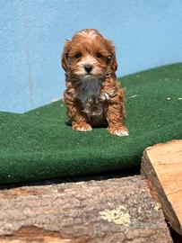 Barboncini e maltipoo
