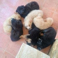 Cuccioli di cane