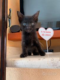 Gattino nero