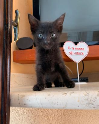 Gattino nero