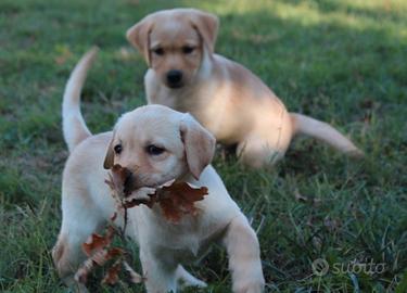 Labrador retriever con pedigree