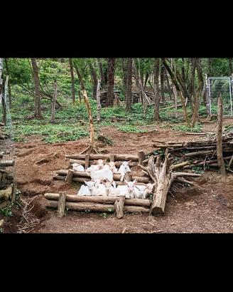 Capretti e Capre