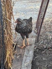 Gallina legbar