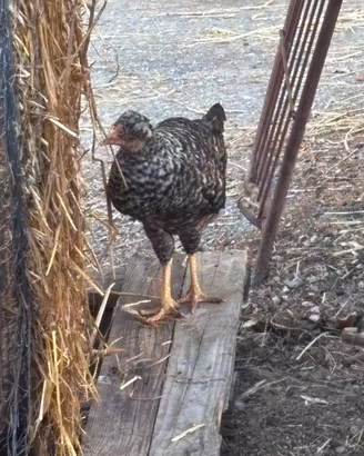 Gallina legbar