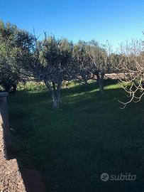 Terreno pianeggiante