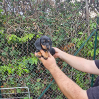 Cuccioli di bassotto nero focato