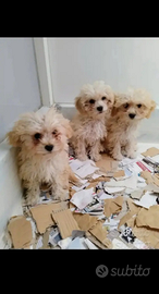 Maltipoo maschi e femmine