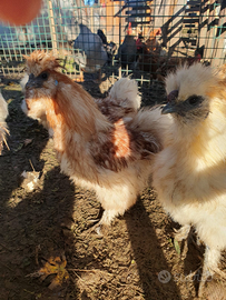 Coppia gallo e gallina moroseta