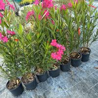 piante di oleandri circa 80 cm