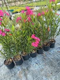 piante di oleandri circa 80 cm