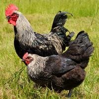 Marans