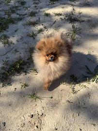 Spitz tedesco nano ( pomerania )