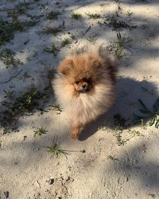 Spitz tedesco nano ( pomerania )