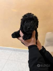 Barboncini Mini Toy black