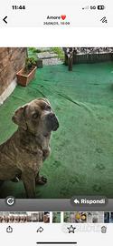 Cane corso