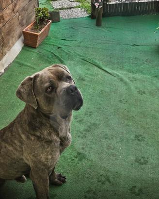 Cane corso
