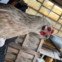 Galletti e galline di razze incrociate