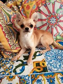 Chihuahua