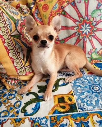 Chihuahua