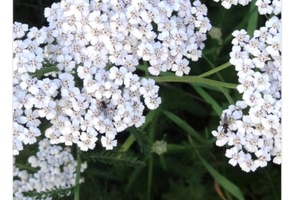 Rimessa/fienile o altro