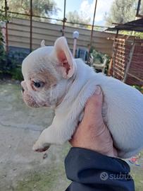 Buldog francesi
