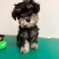 Cuccioli di schnauzer nano nero argento