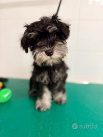 Cuccioli di schnauzer nano nero argento