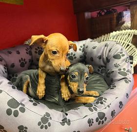 Pinscher Pincher pinger cuccioli