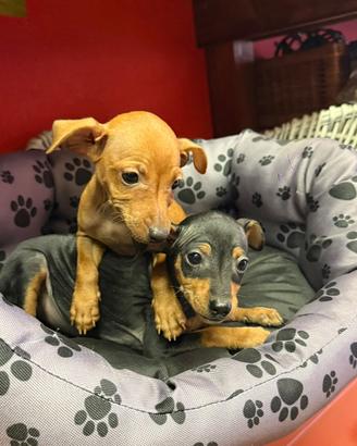 Pinscher Pincher pinger cuccioli