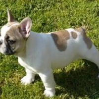 Bulldog francese cuccioli