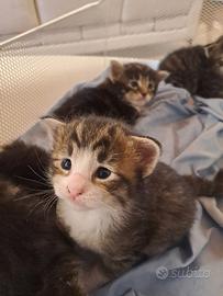 Cuccioli di Norvegesi delle Foreste dispon