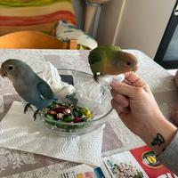 Inseparabili