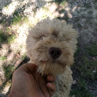 Lagotto femmina