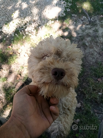 Lagotto femmina
