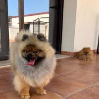 Spitz di Pomerania