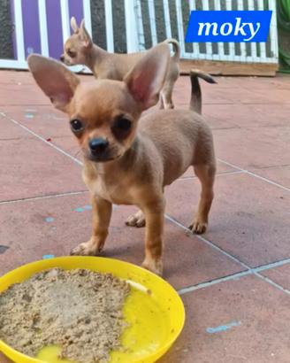 Chihuahua toy ultimo rimasto