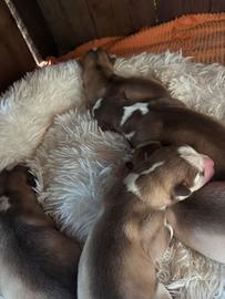 Cuccioli Siberian Husky