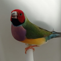 Diamanti del gould