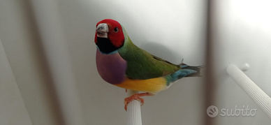 Diamanti del gould
