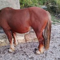 Puledro bredon tpr