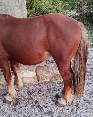 Puledro bredon tpr