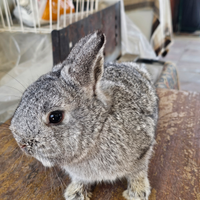 Coniglio cincillà maschio