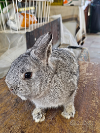 Coniglio cincillà maschio