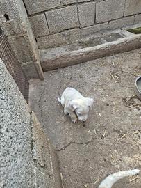 Dogo Argentino