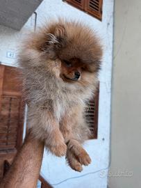 Pomerania pedigree enci linea americana