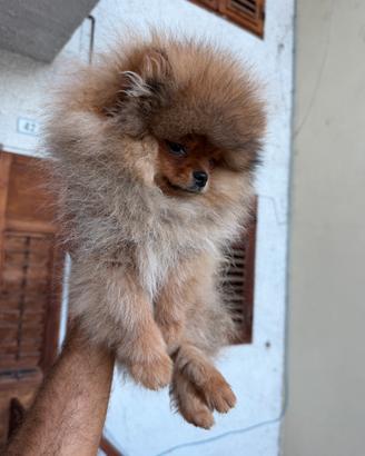 Pomerania pedigree enci linea americana