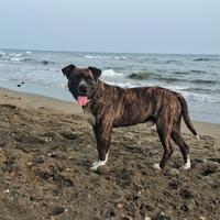 Meticcio Pitbull - Corso per monta