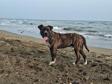 Meticcio Pitbull - Corso per monta
