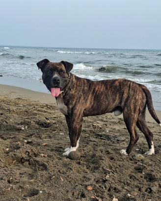 Meticcio Pitbull - Corso per monta