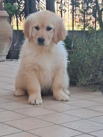 Golden retriver